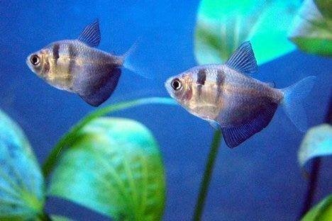 Zwarte tetra, Vis