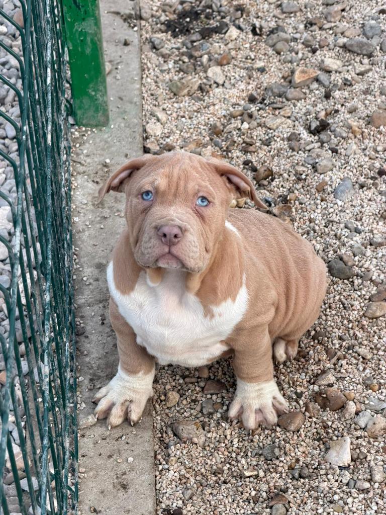 American Bully XL pup met stamboom, Dieren en Toebehoren, Honden | Bulldogs, Pinschers en Molossers, Particulier, 15 weken tot 1 jaar