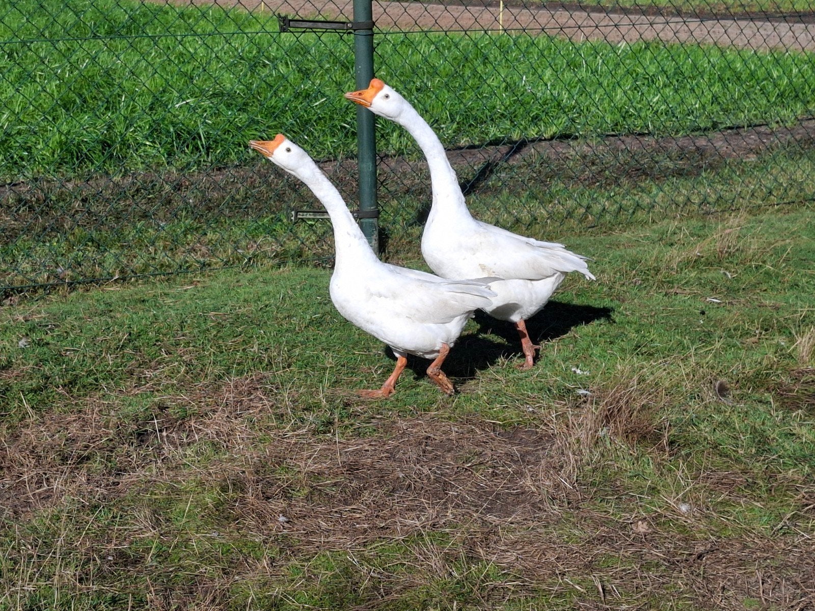 koppel witte chinese knobbelganzen, Dieren en Toebehoren, Pluimvee, Meerdere dieren, Overige soorten