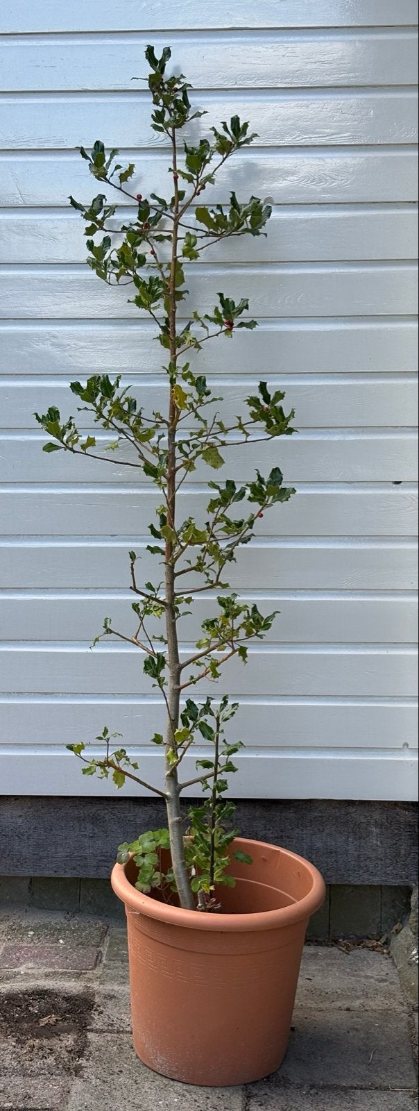 Hulst boompje - Ilex aquifolium, Vaste plant, Halfschaduw, Herfst, Ophalen