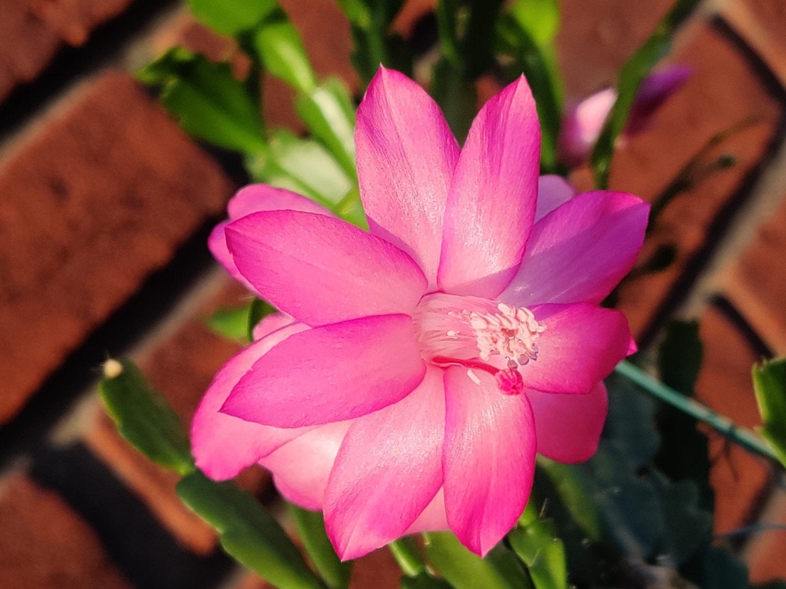 Schlumbergera buckleyi 'Christmas Bells' stek ongeworteld, Verzenden, Halfschaduw, Minder dan 100 cm