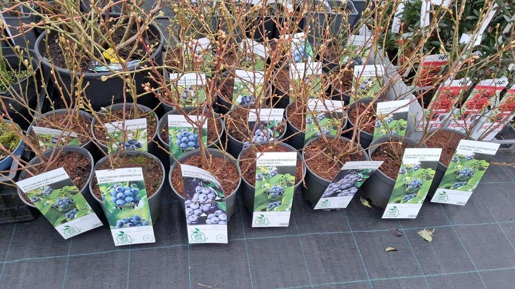 Blauwe bessen planten, vaccinum in verschillende soorten, Tuin en Terras, Ophalen of Verzenden, In pot, Lente