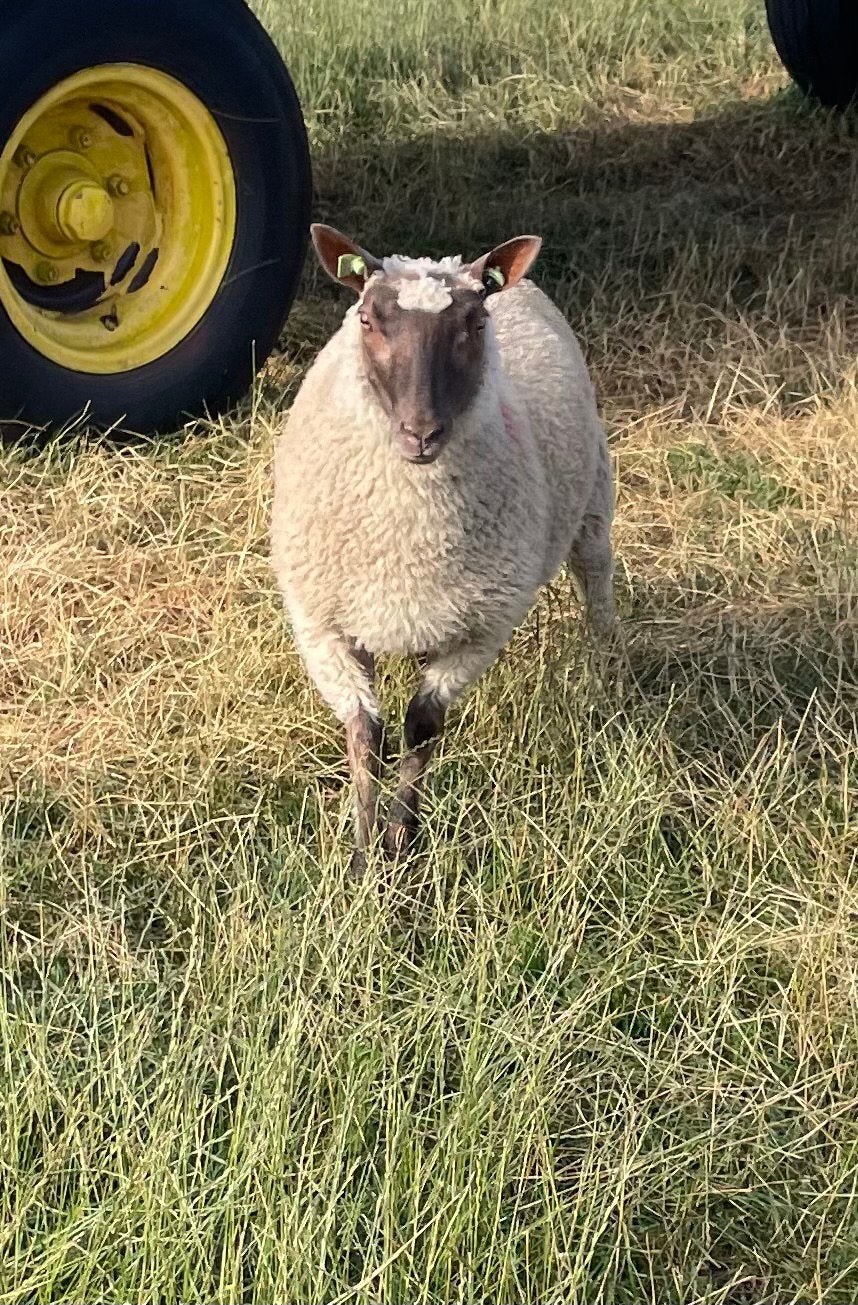 Ram rouge de l’ouest x clun forest zwoegervrij, Dieren en Toebehoren, Schapen, Geiten en Varkens, Mannelijk, Schaap