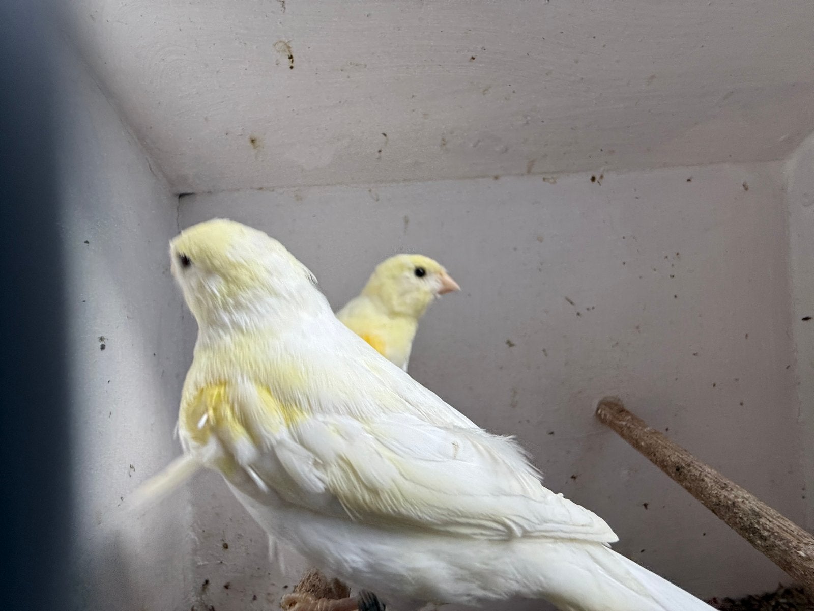 Prachtige geel mozaïek jongen 2026, Meerdere dieren, Kleurkanarie