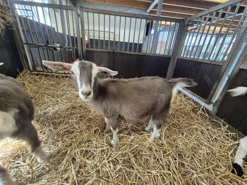 Cae en cl vrij Jonge Toggenburger geitje, Dieren en Toebehoren, Schapen, Geiten en Varkens, Vrouwelijk, Geit