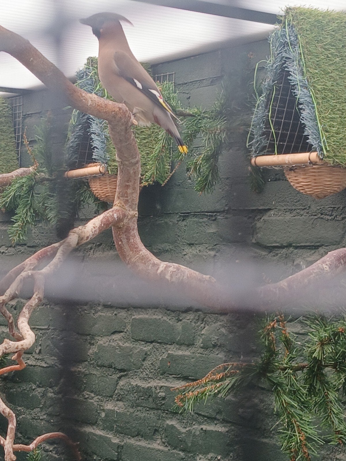 Europese pestvogels man met dna papieren, Mannelijk, Wildzangvogel, Geringd