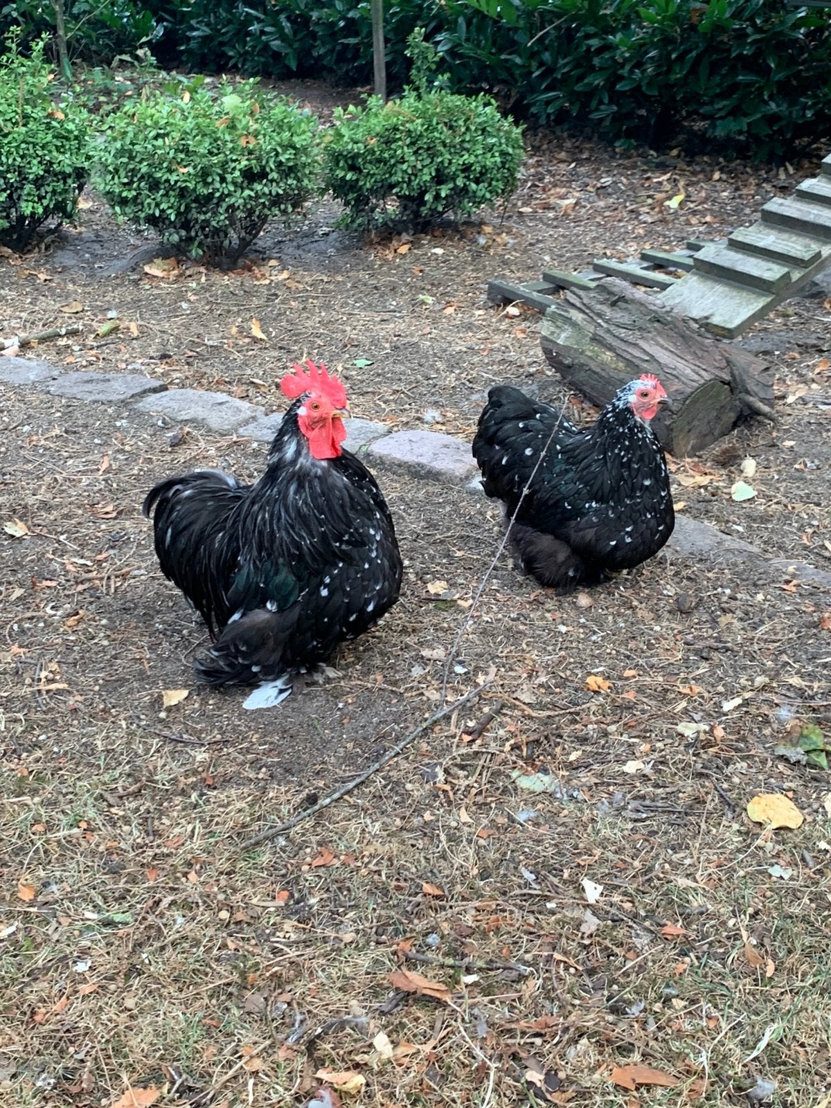 Mini Cochin Uk peking kriel, Meerdere dieren, Kip