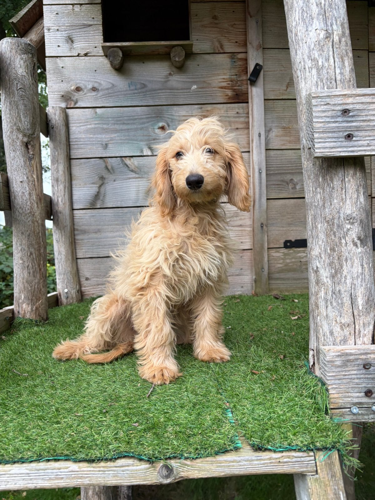 Lieve mini labradoodle, CDV (hondenziekte), 8 tot 15 weken, Teef, Eén hond