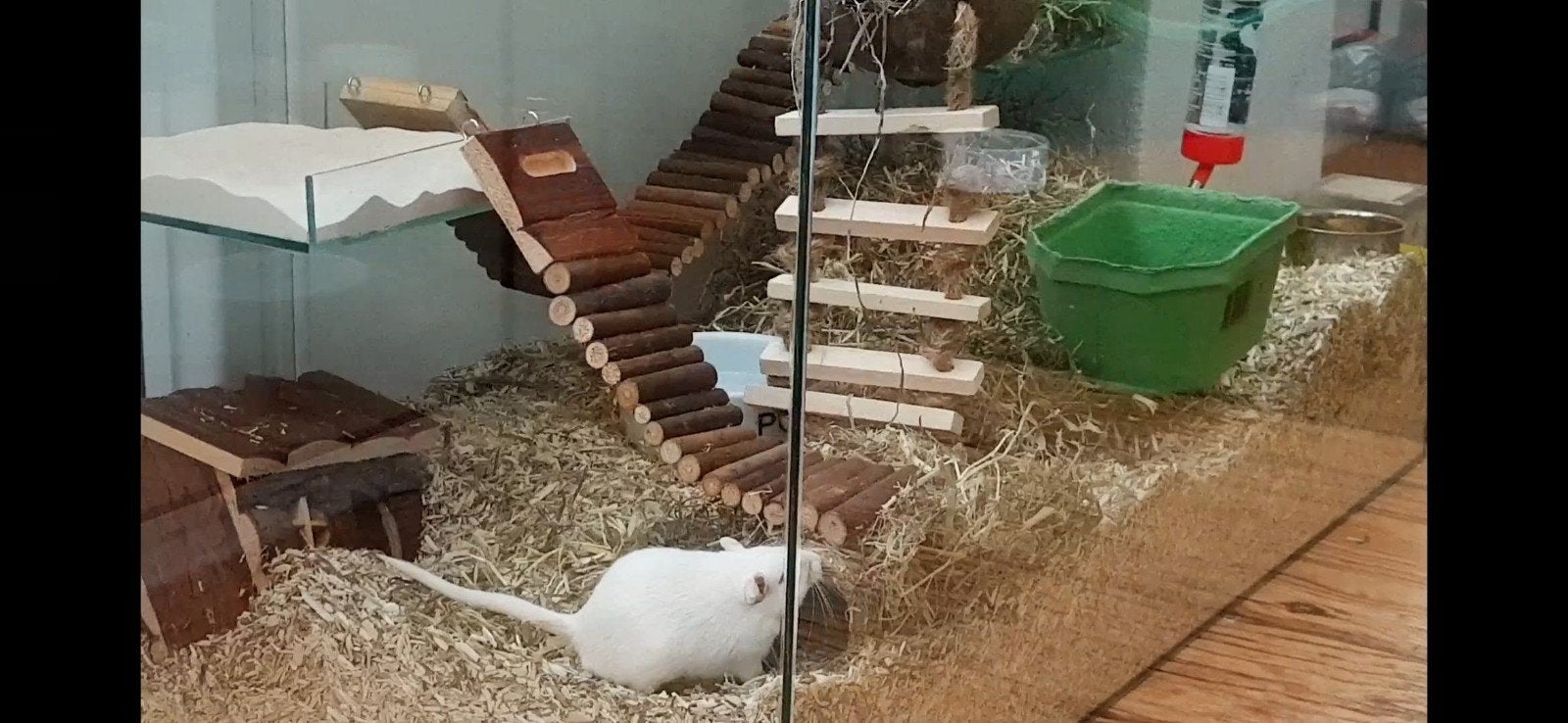 Knaagdierverblijf voor rat, gerbil, hamster, cavia etc