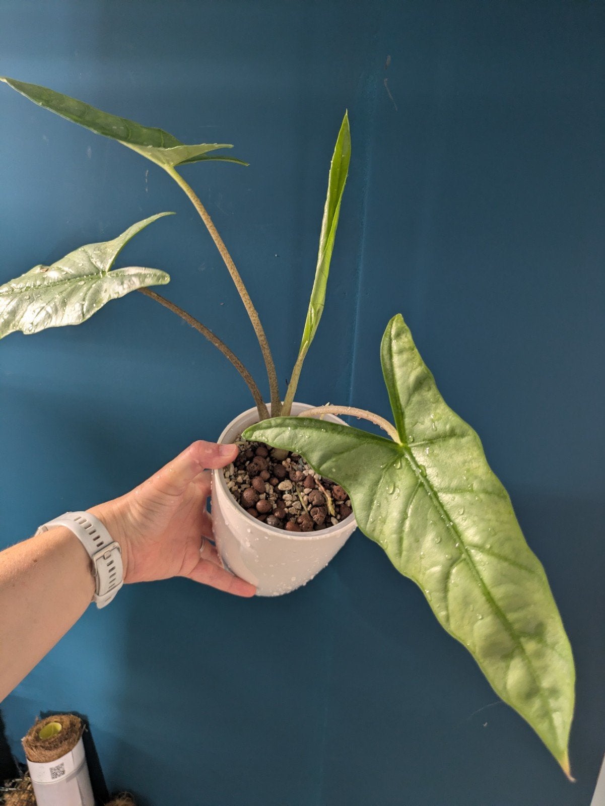Alocasia Heterophylla Dragon Breath knolletjes, Ophalen of Verzenden, Halfschaduw, Minder dan 100 cm