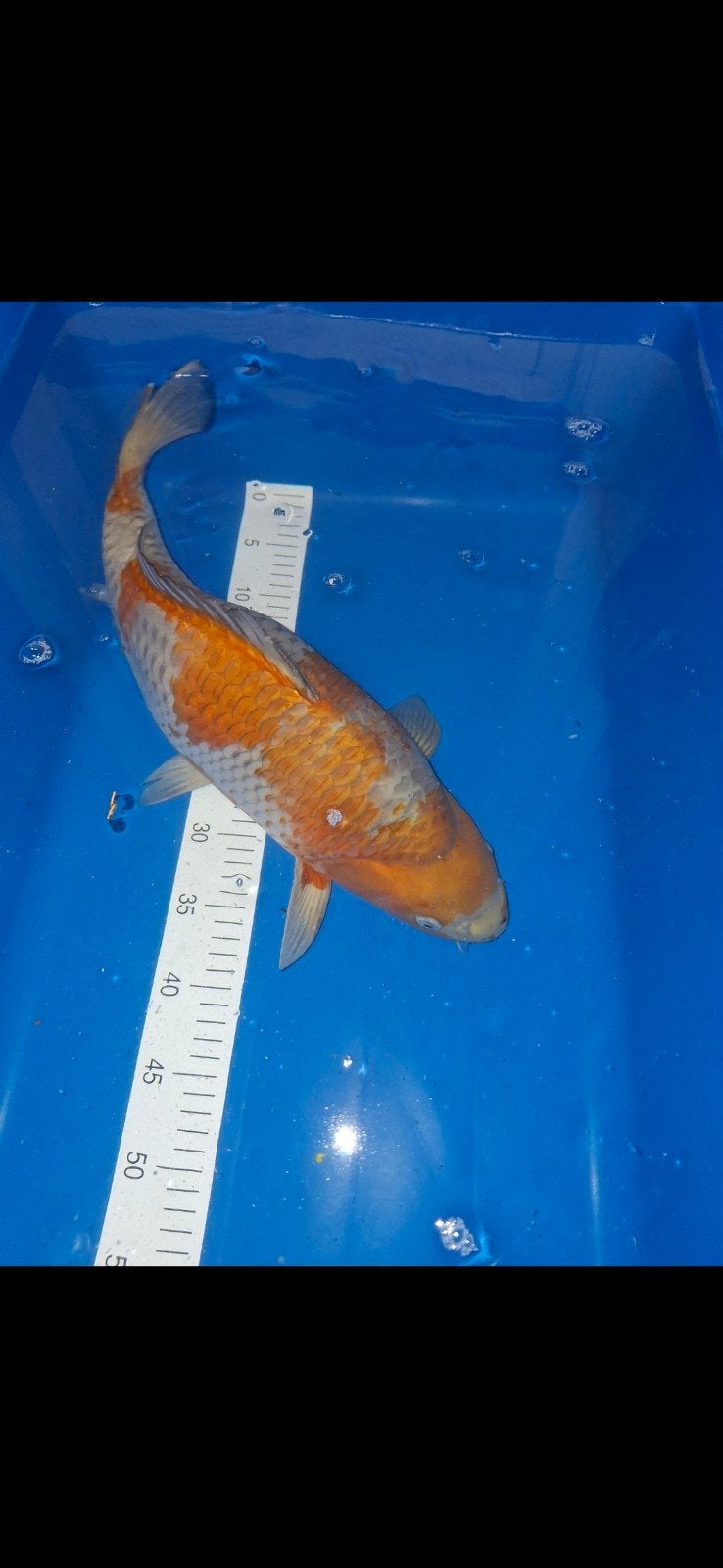 Koi., Karper of Koi