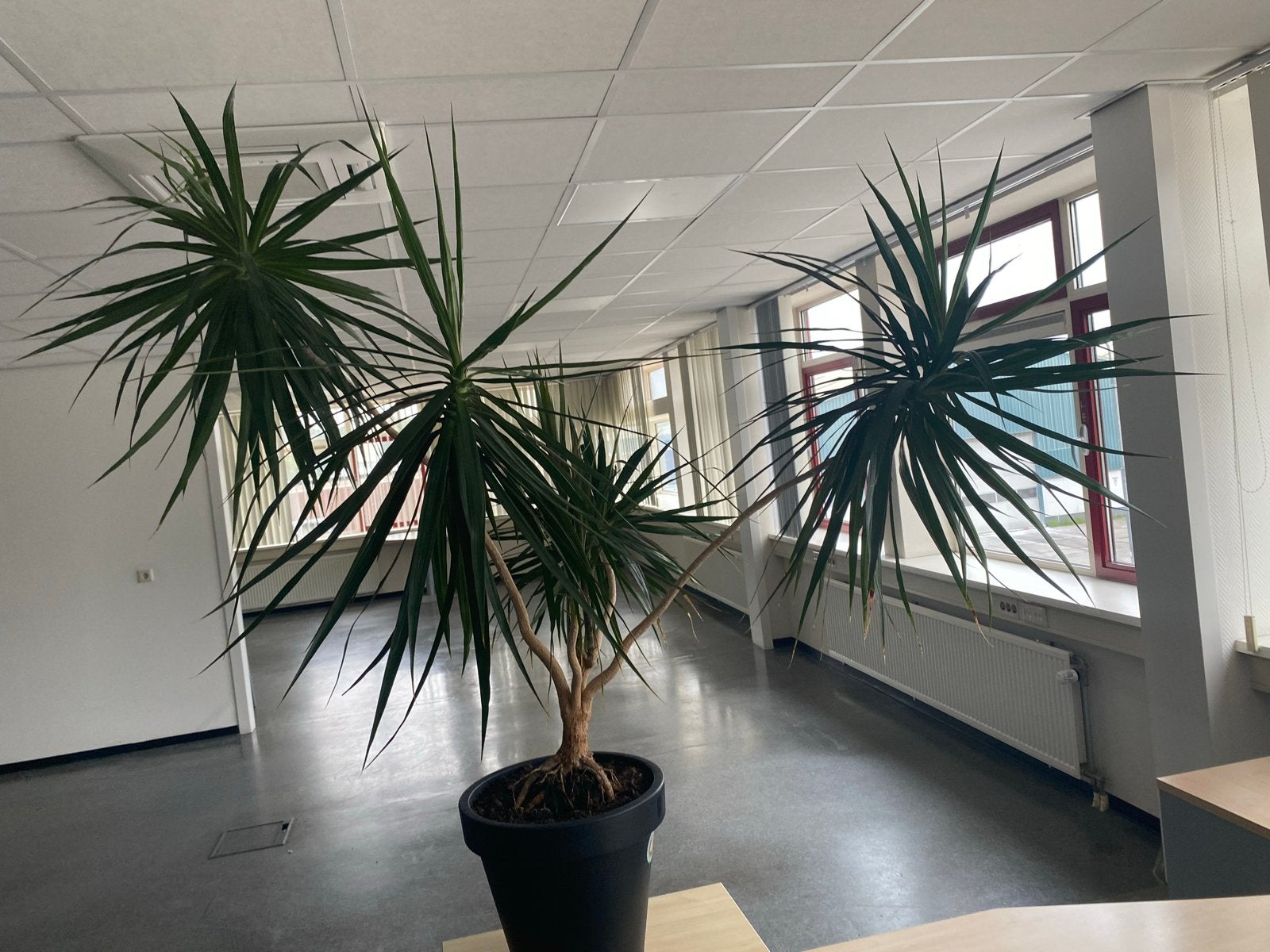 Grote Dracaena Marginata - Drakenbloedboom, Ophalen, Overige soorten, Halfschaduw, In pot