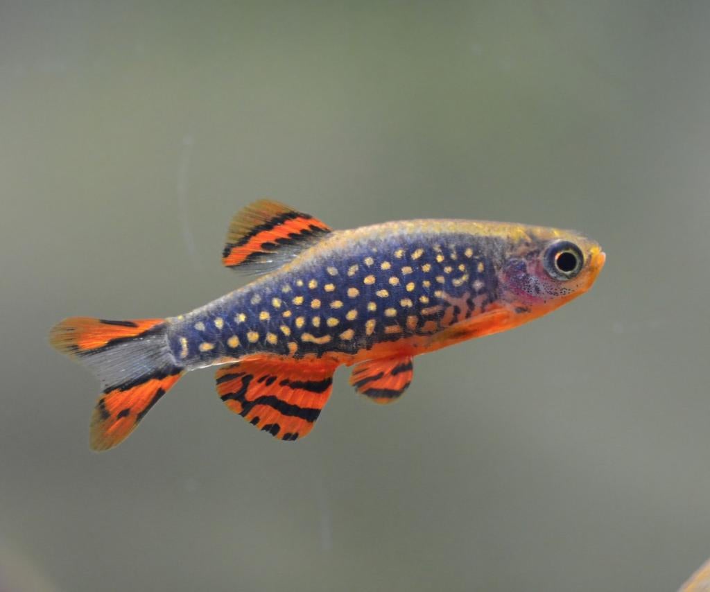Celestial Pearl Danio / Rasbora Galaxy nakweek, Dieren en Toebehoren, Vissen | Aquariumvissen, Vis, Zoetwatervis