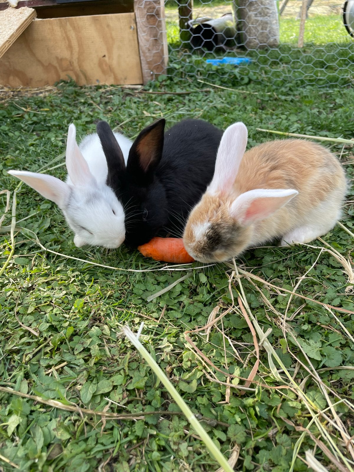 9 jonge Duitse reuzen, Meerdere dieren, Groot, 0 tot 2 jaar