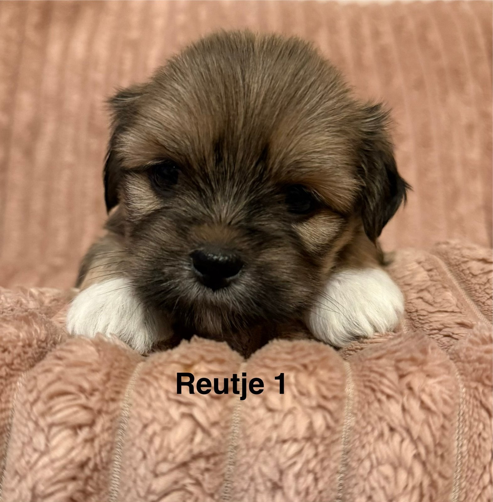 Opzoek naar een gouden mandje: Lhasa apso Pups met stamboom!, Parvo, Overige rassen, 8 tot 15 weken, Meerdere