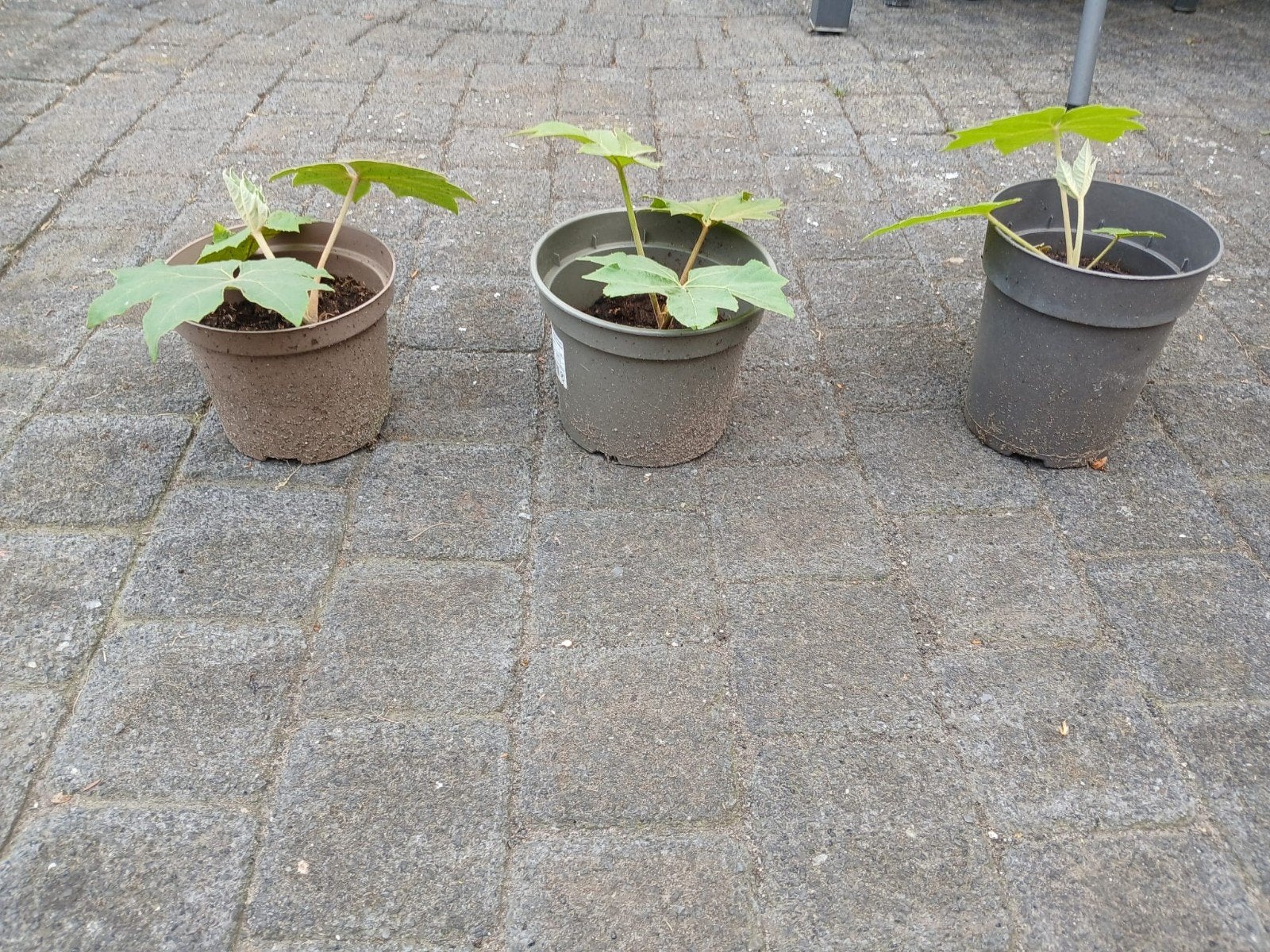 Stekjes rijstpapierplant (Tetrapanax Papyrifer), Tuin en Terras, Ophalen, Volle zon