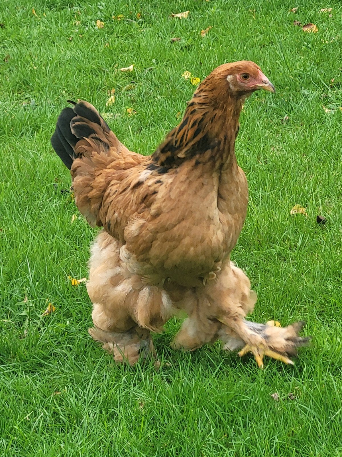 brahma buff zwart hen 7 maanden, Vrouwelijk, Kip