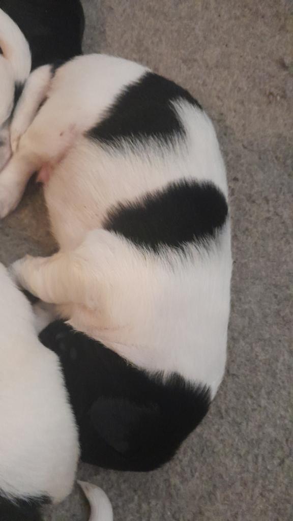 5 reutjes friese stabij puppy  mooie puppy, Reu, 8 tot 15 weken, Meerdere, Middel