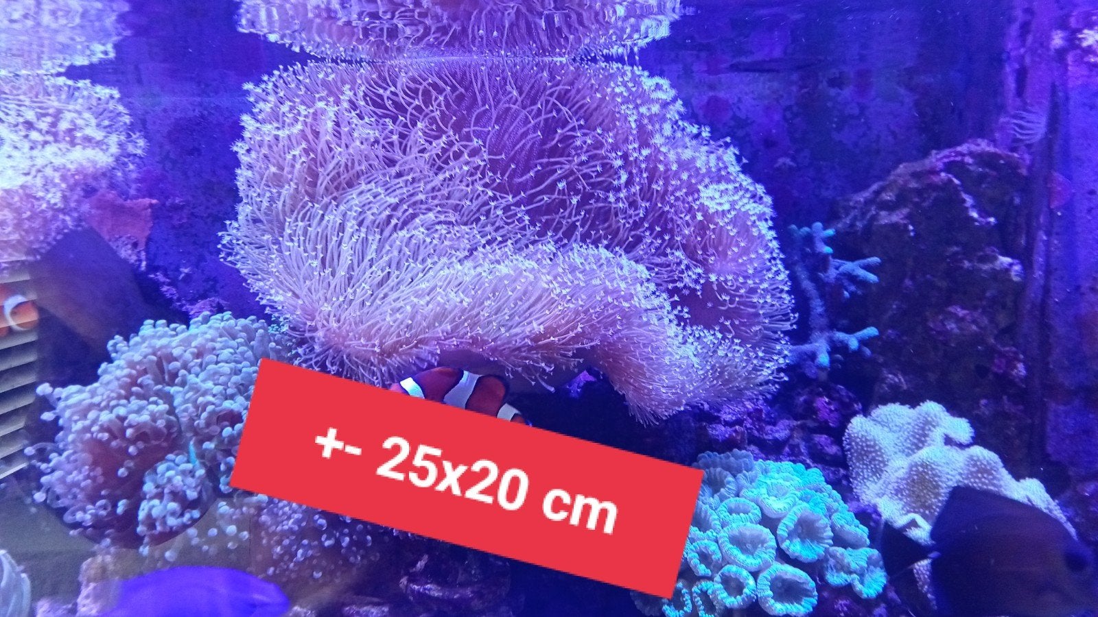 Koraal, Dieren en Toebehoren, Ophalen, Zo goed als nieuw, Plant(en), Steen of Hout