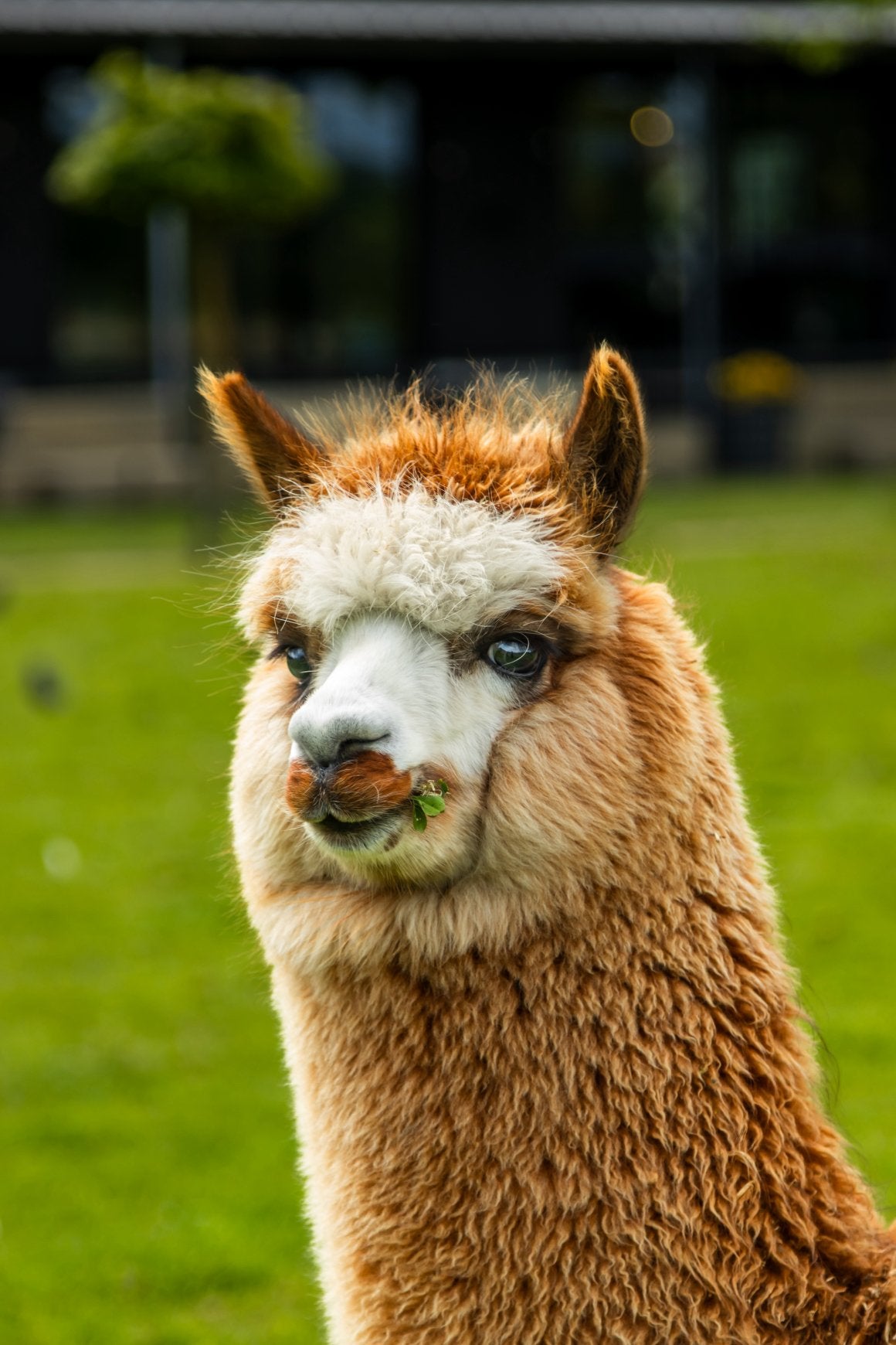 Alpaca Wol ongewassen, Geslacht onbekend
