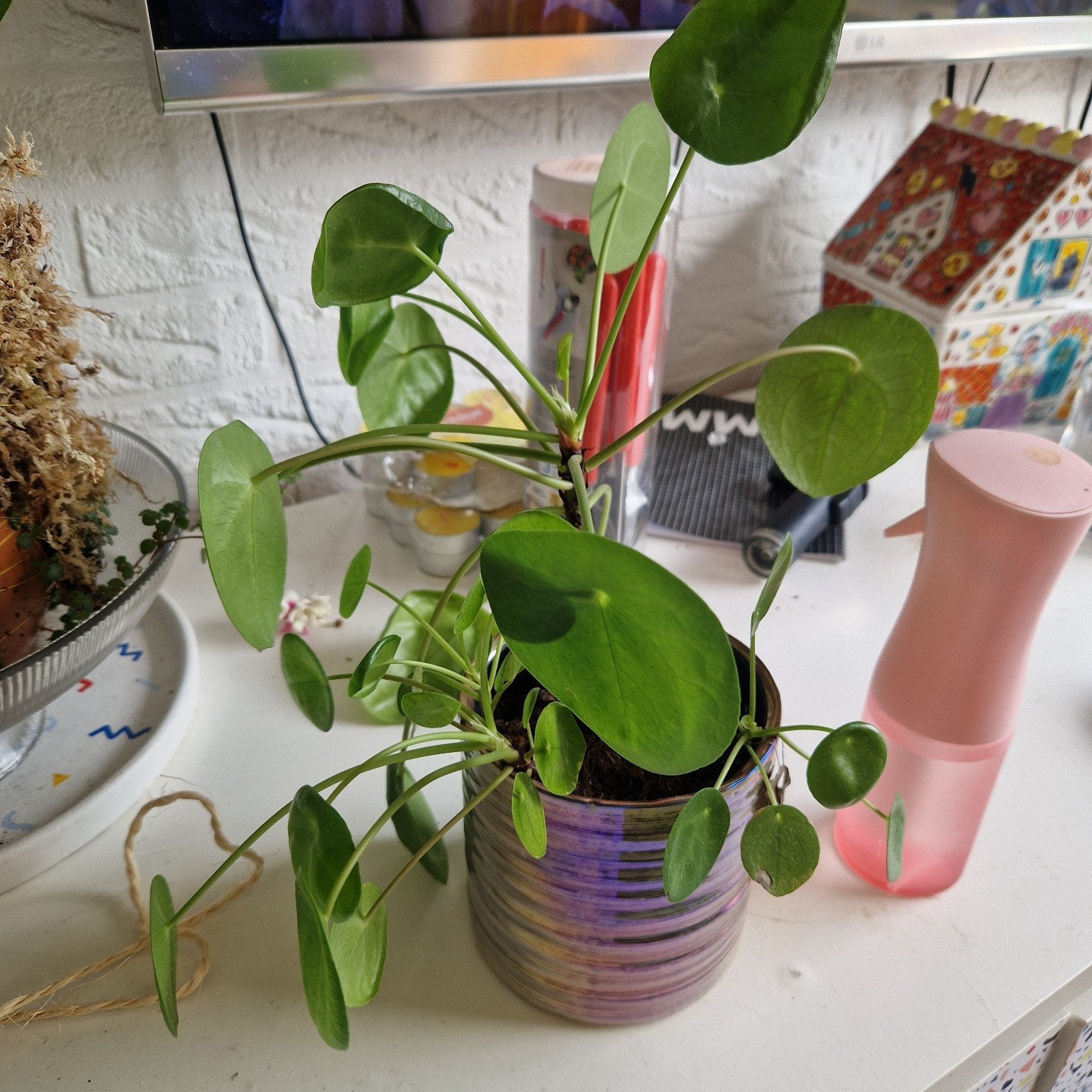 Pannenkoekenplant (Pilea Peperomioides) in pot, Overige soorten, In pot, Minder dan 100 cm, Groene kamerplant