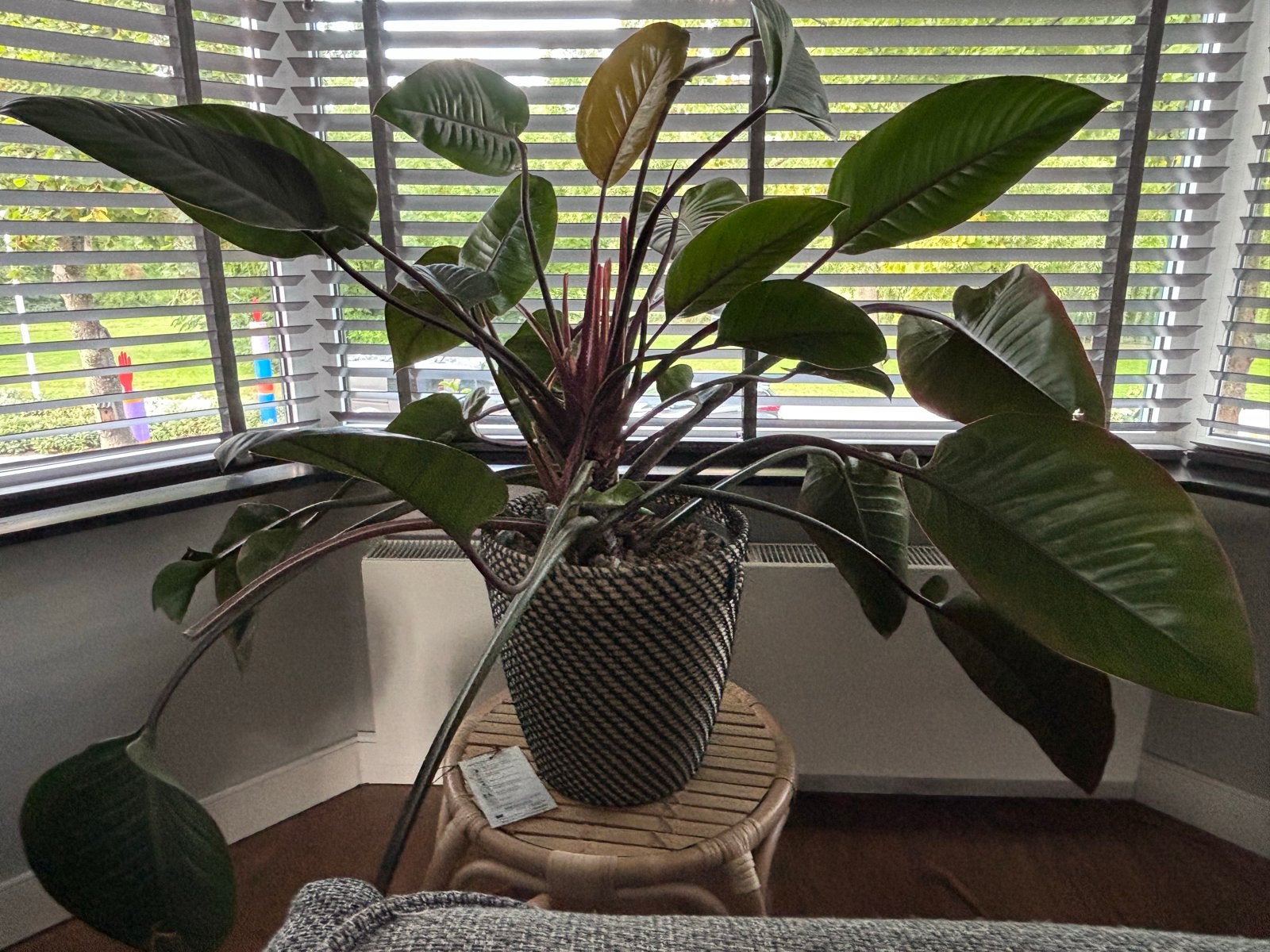 Grote Philodendron kamerplant, Ophalen, Overige soorten, Halfschaduw, In pot