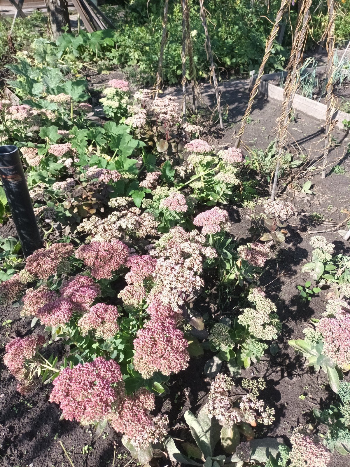 mooie sedum zie foto 5 stuks koopje, Tuin en Terras, Ophalen, Overige soorten, Volle zon