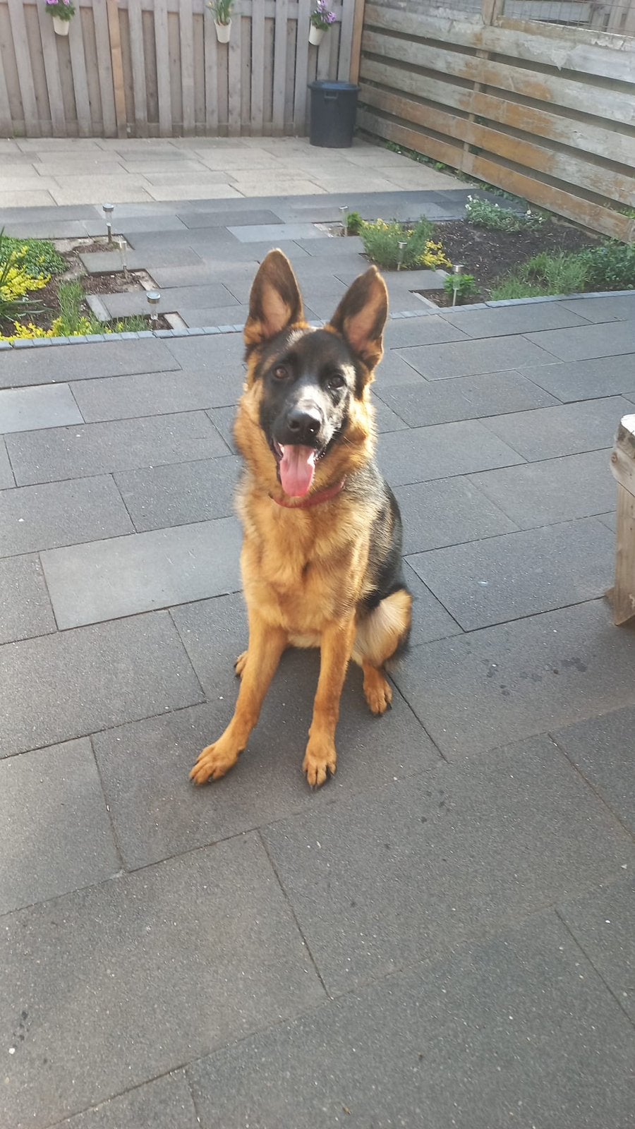 Duitse herder te koop, Dieren en Toebehoren, Particulier, 15 weken tot 1 jaar, Buitenland, Teef