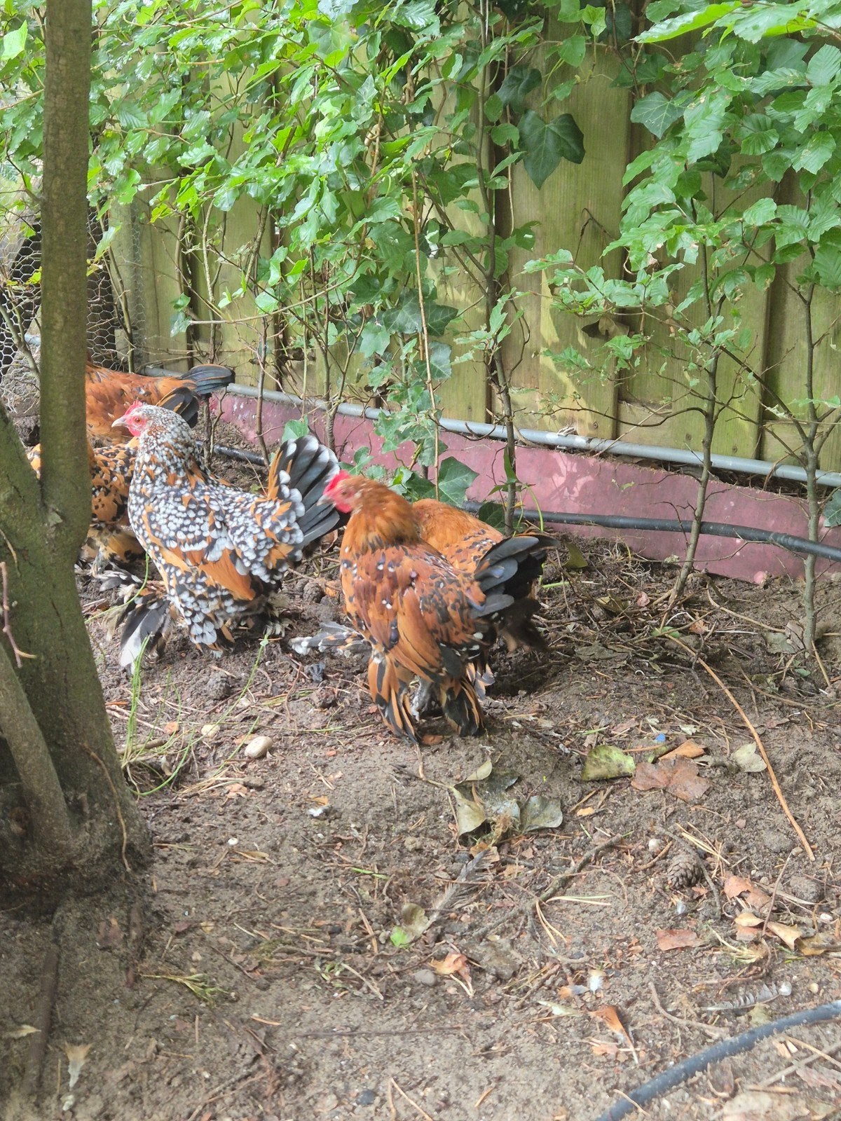 Haan, Dieren en Toebehoren, Pluimvee, Mannelijk, Kip