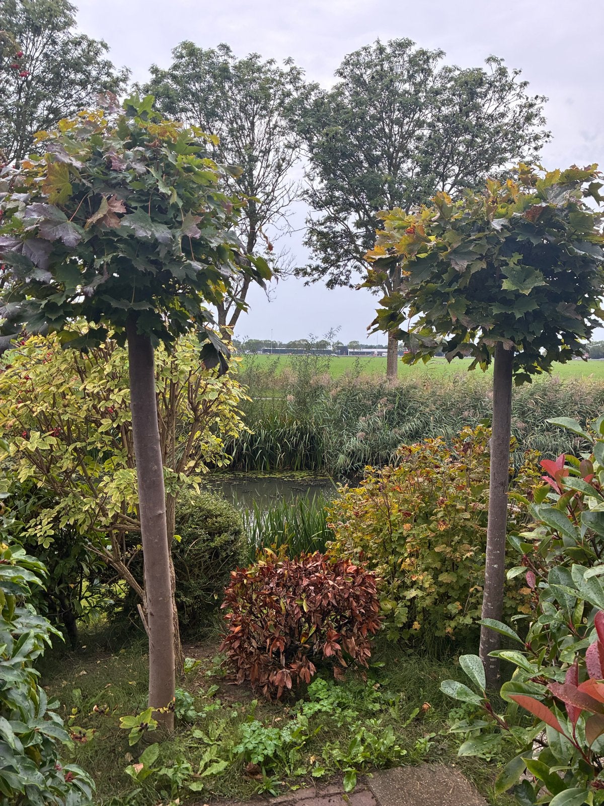 7 rode Bol Esdoorn - Prachtige Acer in bolvorm, Tuin en Terras, Lente, 250 tot 400 cm, Ophalen, Volle zon