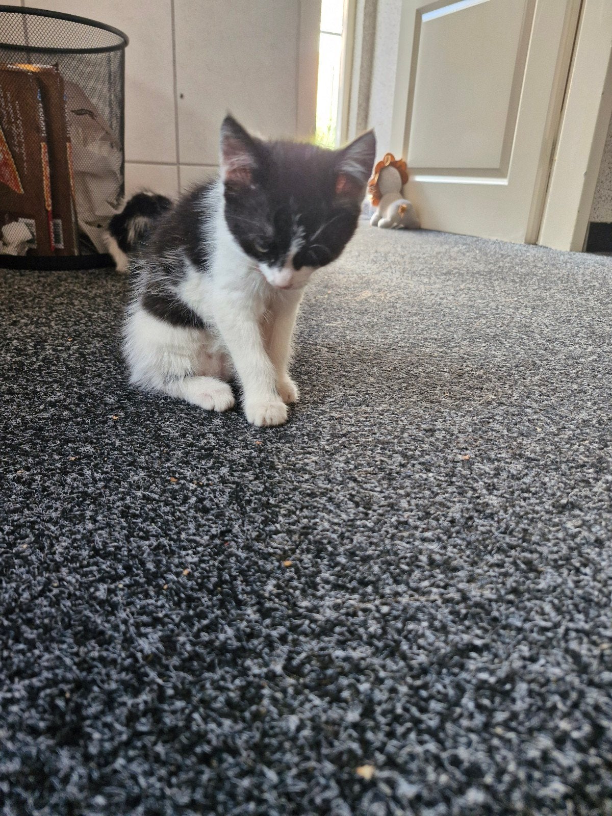 Twee kittens, Dieren en Toebehoren, Katten en Kittens | Overige Katten, Meerdere dieren, 0 tot 2 jaar