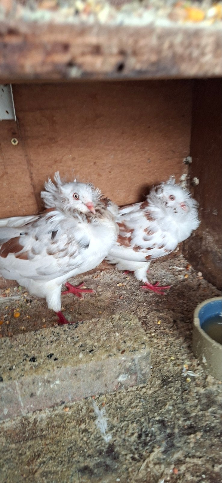te koop sierduiven Oudhollands kapucijnen duiven, Dieren en Toebehoren, Meerdere dieren, Overige soorten