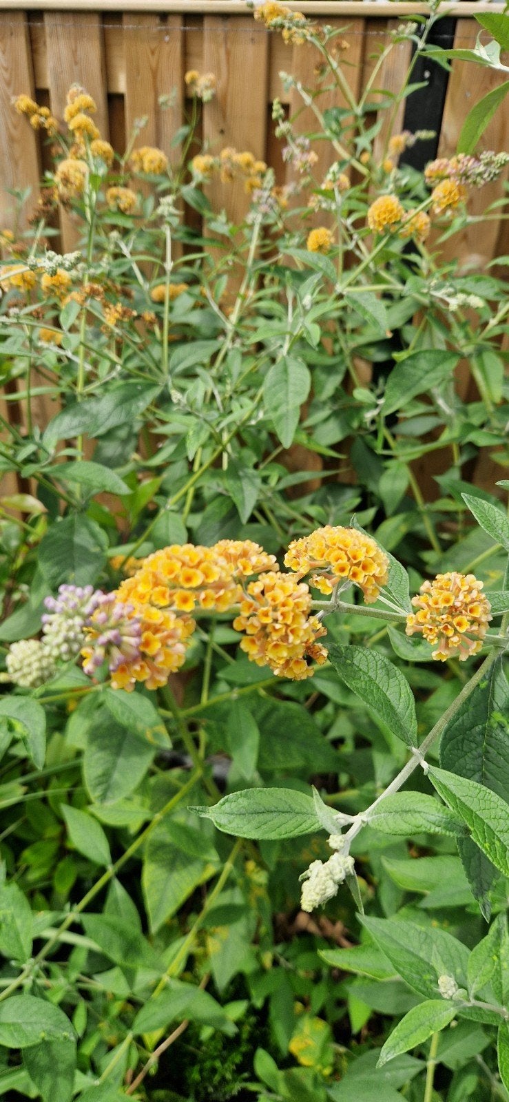 Buddleja Sungold - Vlinderstruik met gele bloemen, Tuin en Terras, Planten | Tuinplanten, Ophalen, Overige soorten, Volle zon