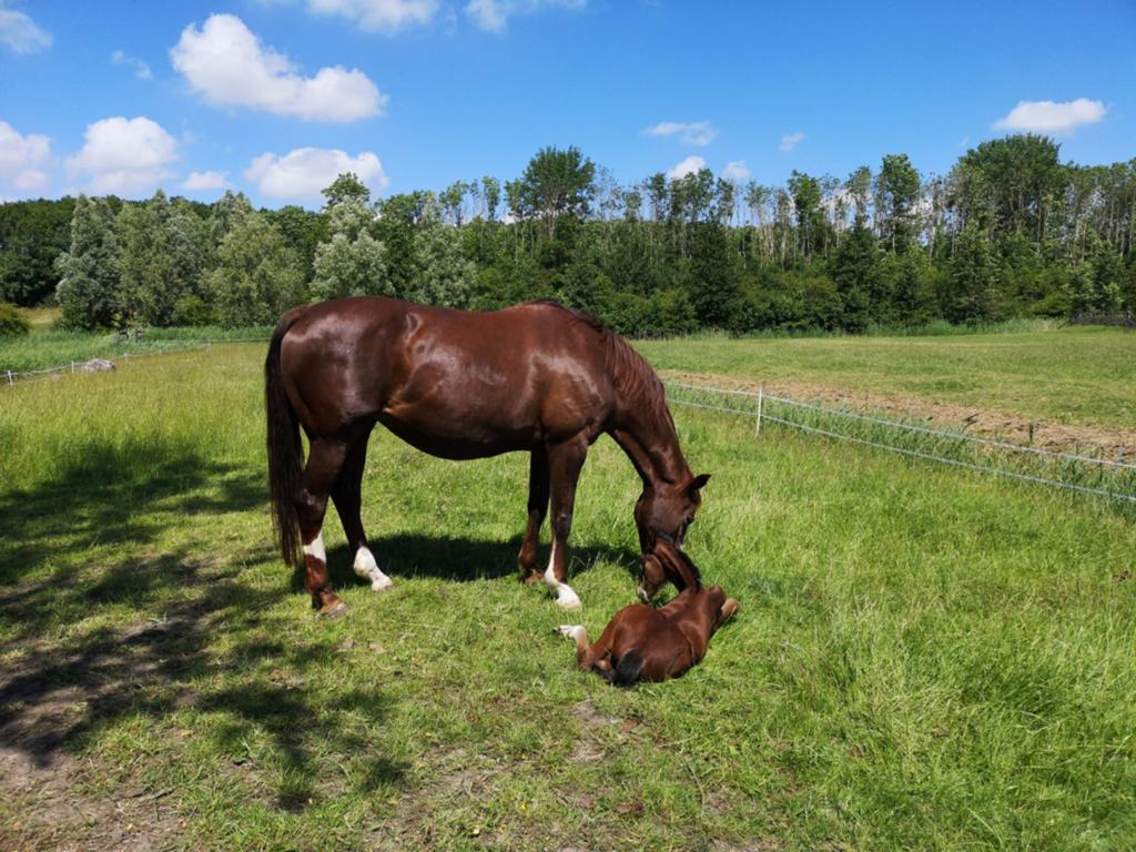 Lieve merrie voor coaching of fokkerij, Dieren en Toebehoren, Paarden, Merrie, 160 tot 165 cm, 11 jaar of ouder, Recreatiepaard