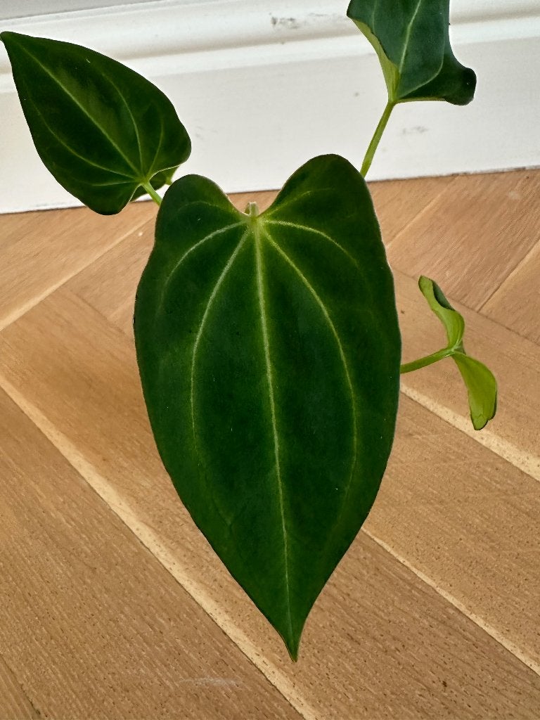 Plant, Overige soorten, Minder dan 100 cm, Bloeiende kamerplant, Halfschaduw