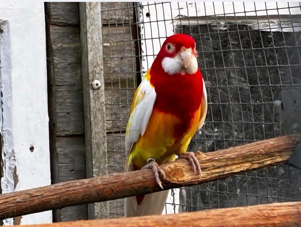 Gezocht 0-1 overjarige mutatie prachtrosella pop., Vrouwelijk, Parkiet, Geringd