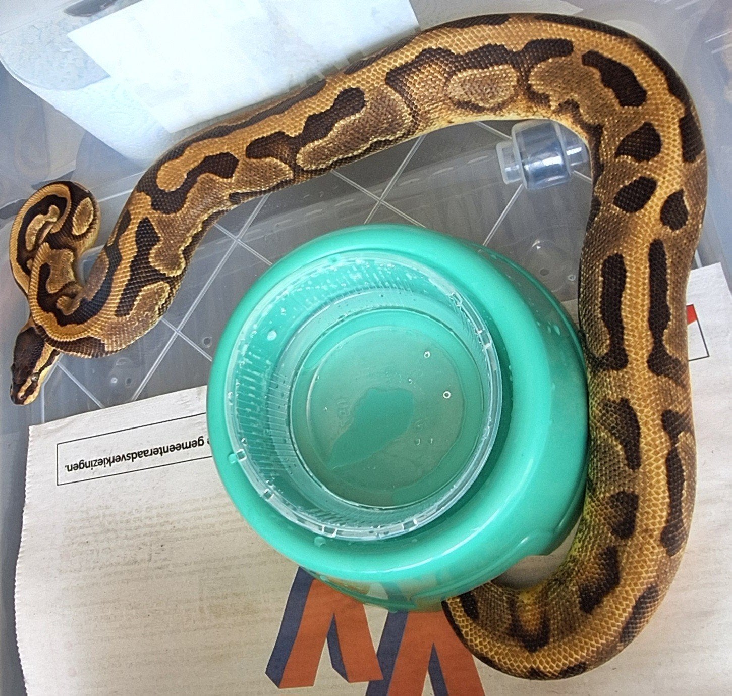 enchi pied 100%het ultramel, Slang, 0 tot 2 jaar