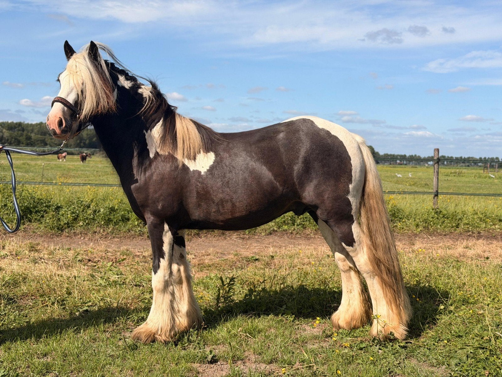 NIEUWE PRIJS - Knappe 2-jarige tinker/irish cob hengst, Met stamboom, 0 tot 2 jaar, Hengst, Onbeleerd