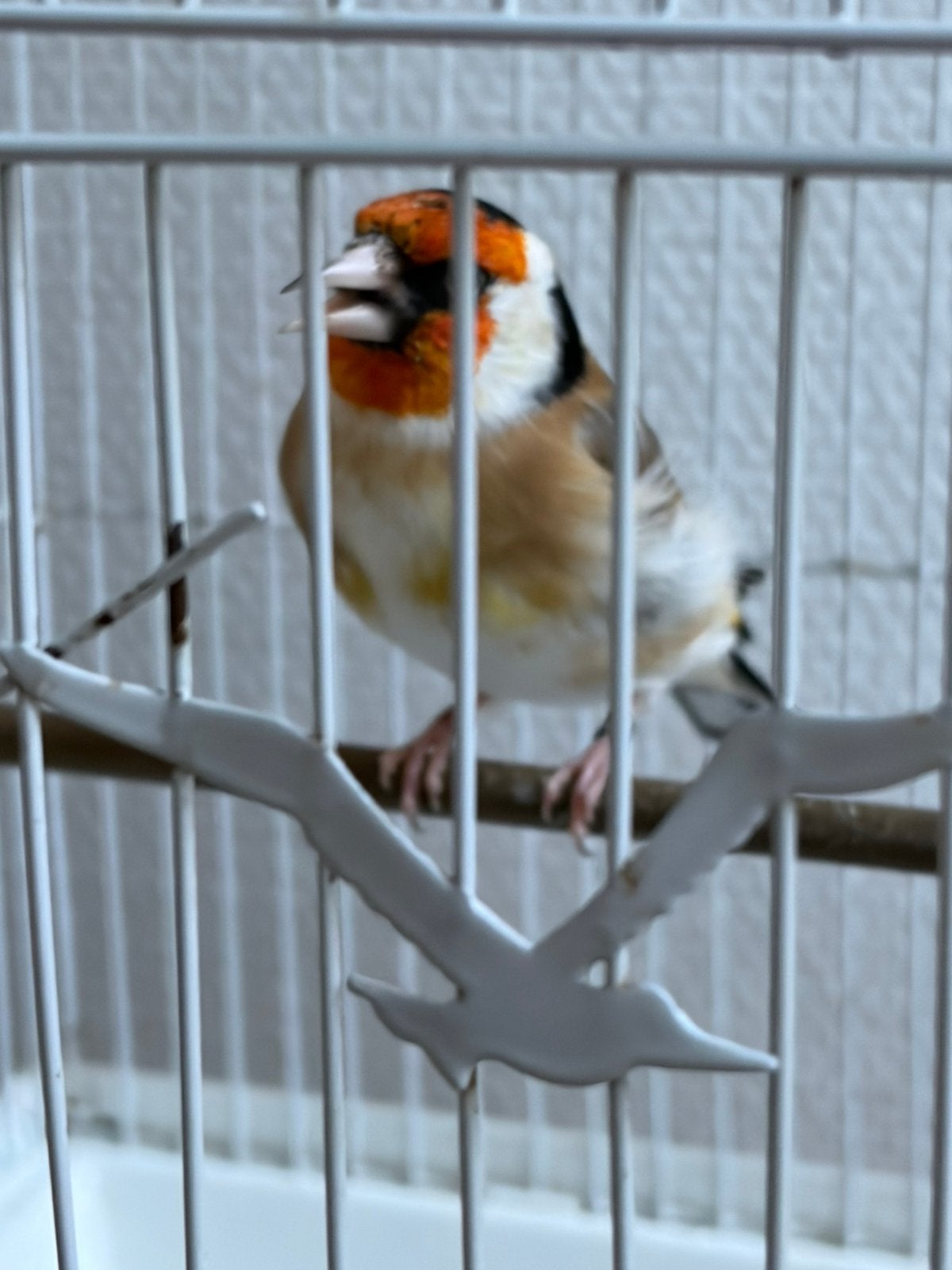 Putter man, Dieren en Toebehoren, Mannelijk, Wildzangvogel