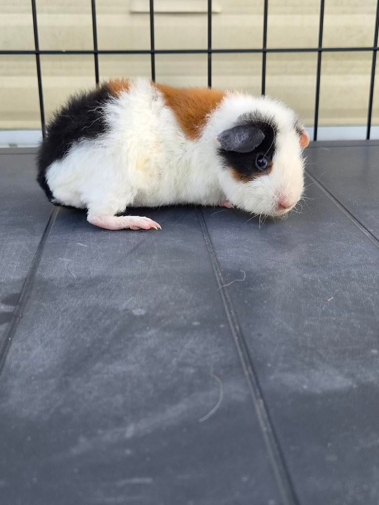 Belgie: Gekoppelde cavia beertjes, Januari, Mannelijk, Cavia