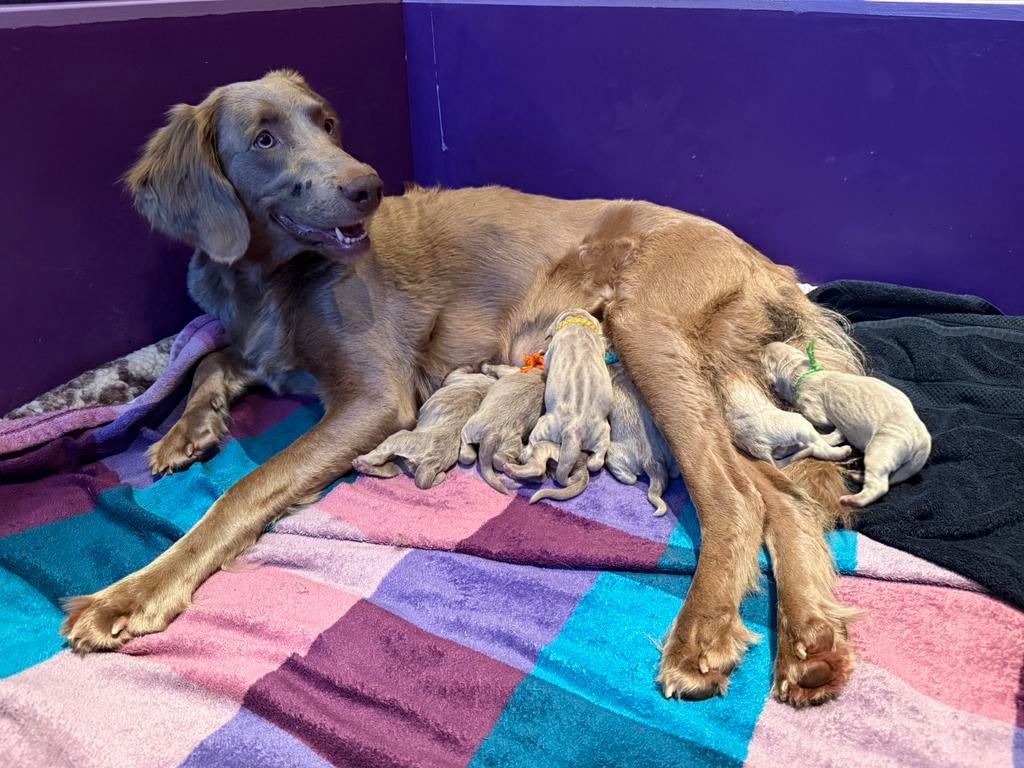 Weimaraner Langhaar pups, Dieren en Toebehoren, Parvo, Nederland, Overige rassen, 8 tot 15 weken
