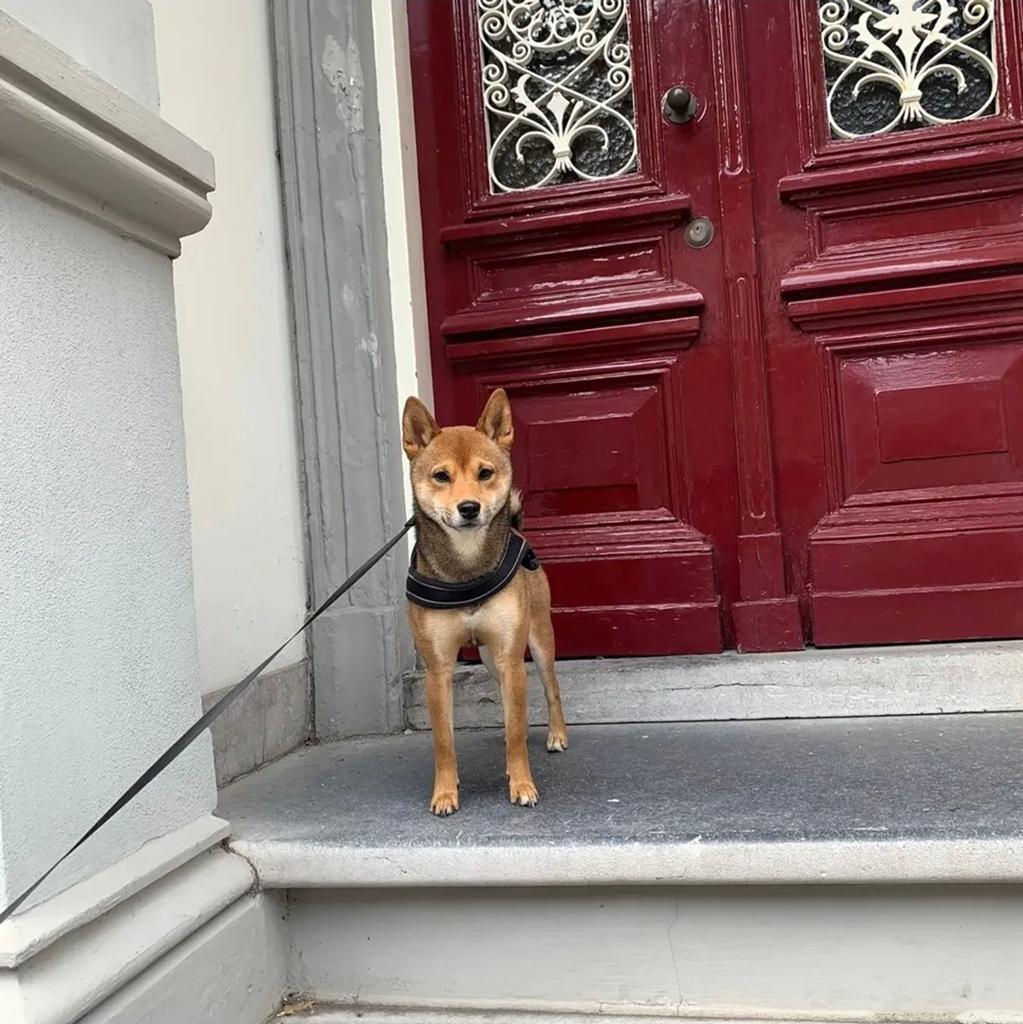Shiba inu, Dieren en Toebehoren, Honden | Niet-rashonden, Reu, Particulier, Eén hond, Nederland, 3 tot 5 jaar