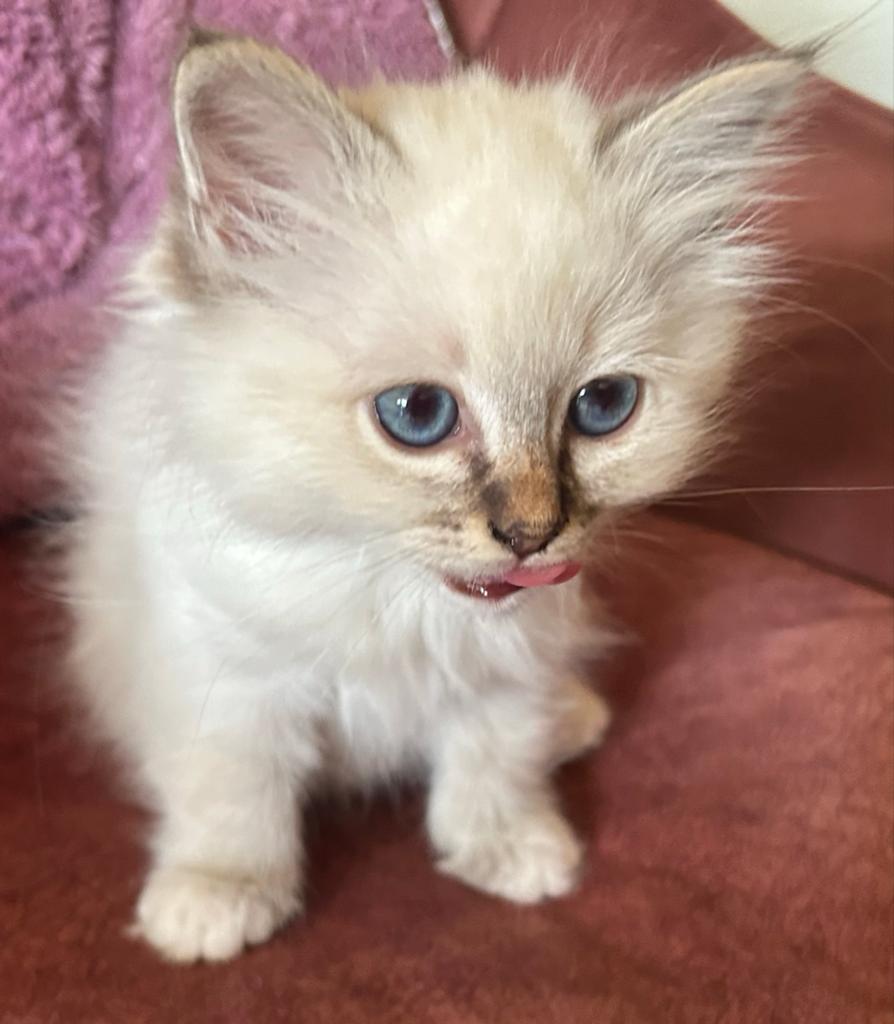 Heilige Birmaan kittens met Stamboom € 1000, Meerdere dieren, 0 tot 2 jaar