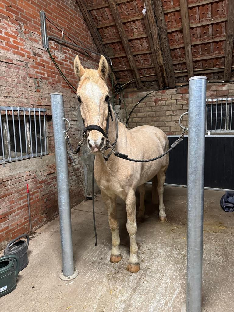 Knappe 17 jarige ruin, evt met vriendinnetje, Ruin, L, 11 jaar of ouder, Recreatiepony