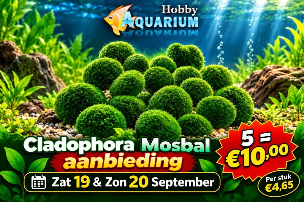 Mosballen weekend aktie 19/20 sept / Javamos, Dieren en Toebehoren, Ophalen, Hobbyaquarium, 5011he, Overige typen