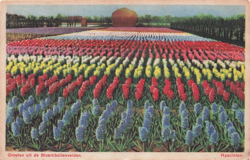703-397-015 Groeten Uit De Bloembollenvelden Hyacinten, Verzenden, Voor 1920, Noord-Holland