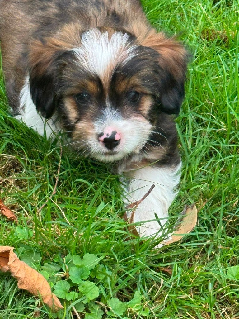 Malthezer pups te koop, Parvo, 8 tot 15 weken, Meerdere, Meerdere dieren