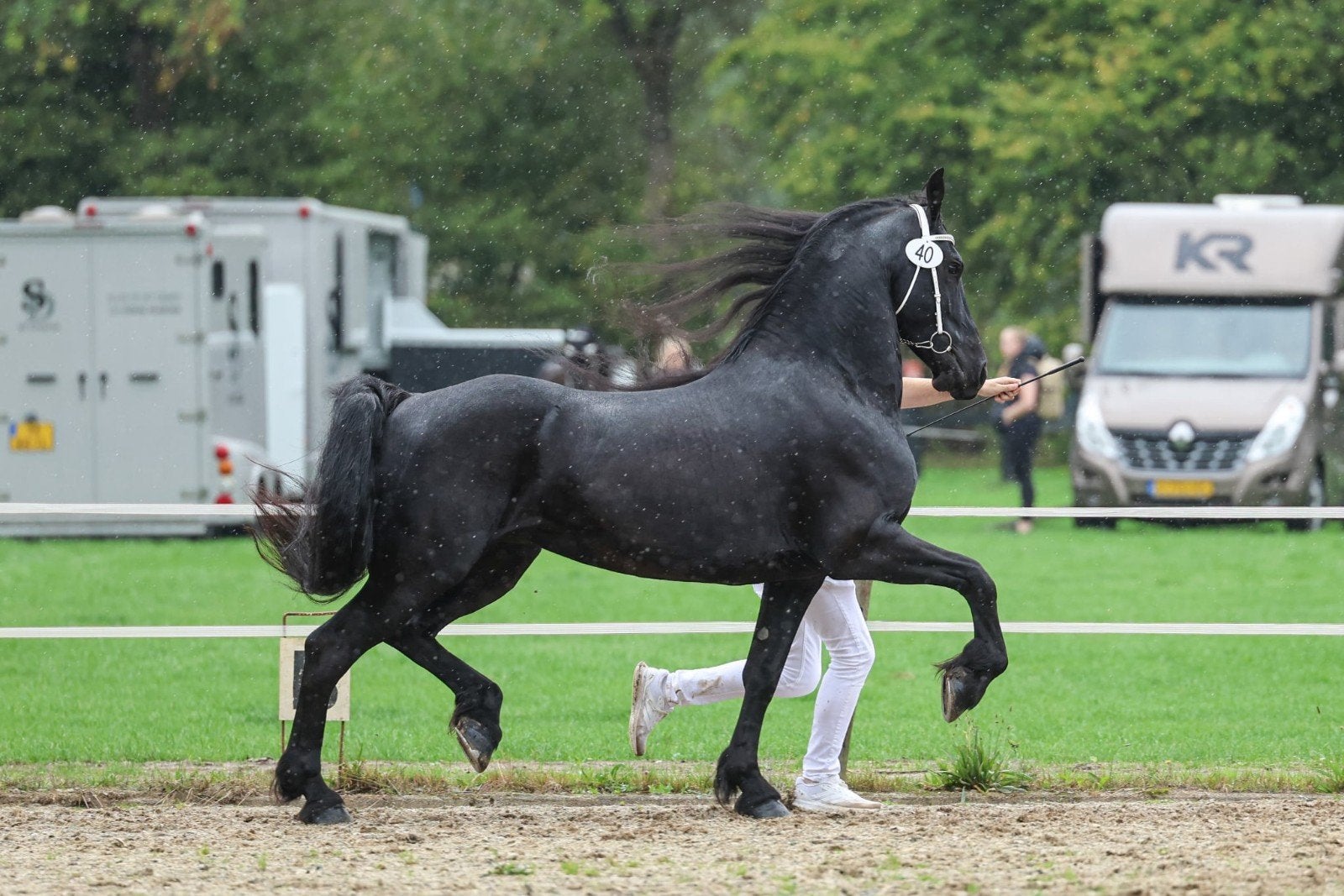8 jarige rassinge friese merrie voor recreatie, Merrie, 165 tot 170 cm, Recreatiepaard, 7 tot 10 jaar