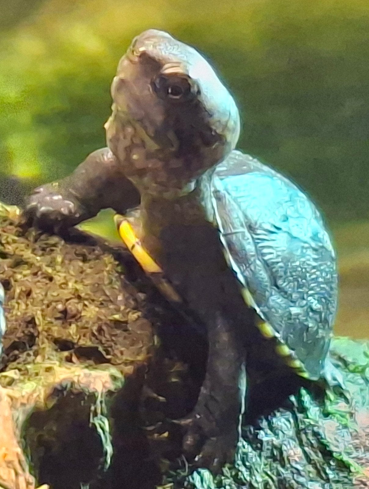 Nakweek 2026, Kinosternon cruentatum, Dieren en Toebehoren, Schildpad, 0 tot 2 jaar