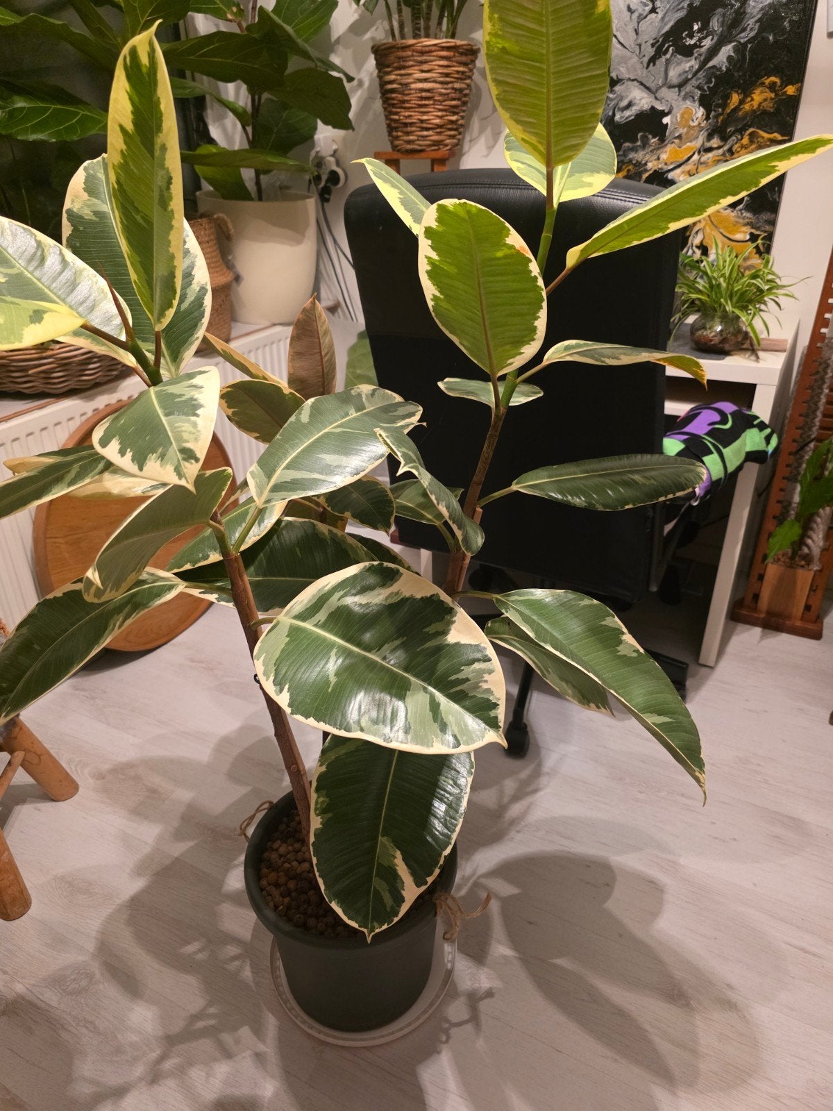 ficus, Ophalen, Halfschaduw, Minder dan 100 cm